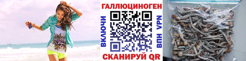 OMG ONION  Балей  Галлюциногенные грибы Psilocybe 